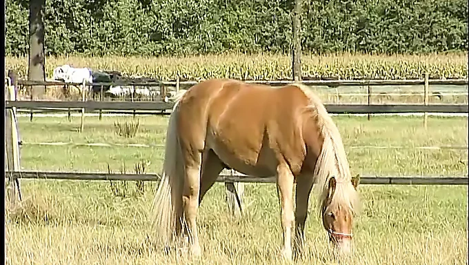 Stor røv bondepige nyder en picnic i skoven